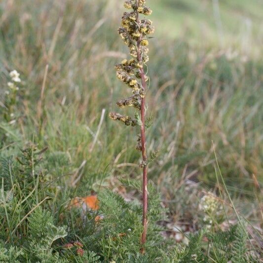 Artemisia atrata Habitus