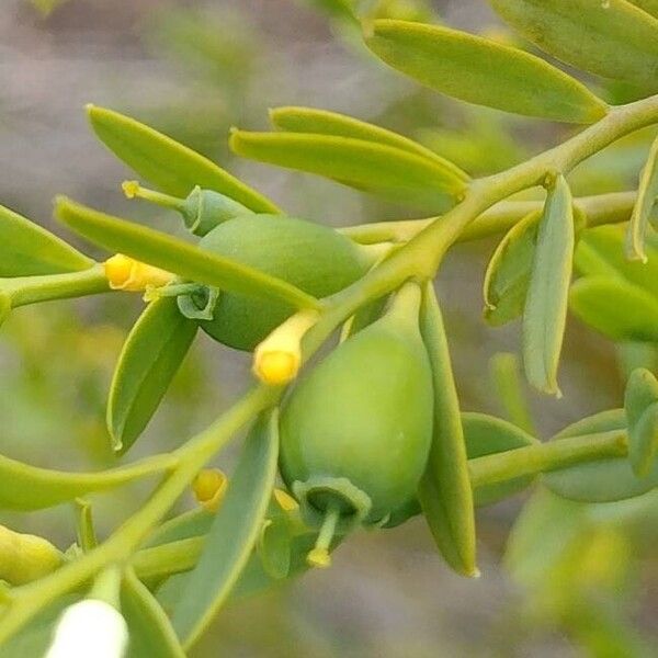 Olax stricta Frukto