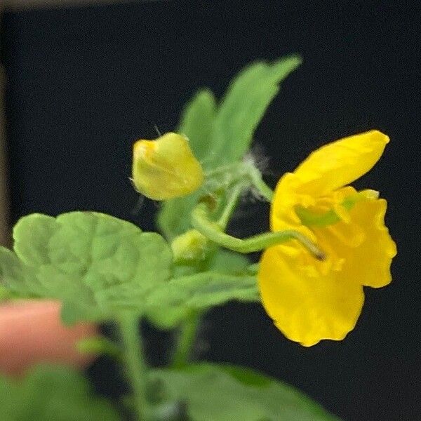 Chelidonium majus Flower