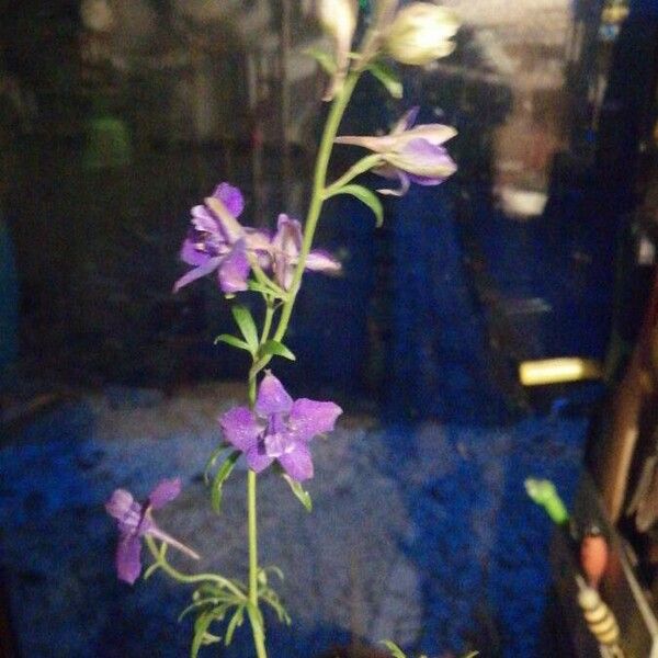 Delphinium ajacis Flower