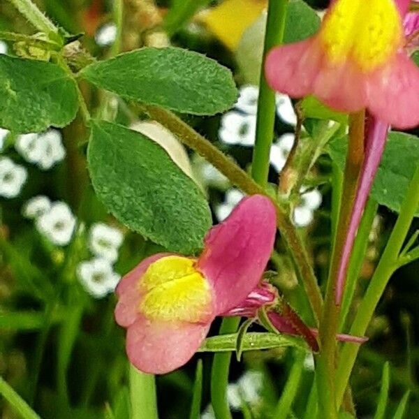 Linaria maroccana Blomma