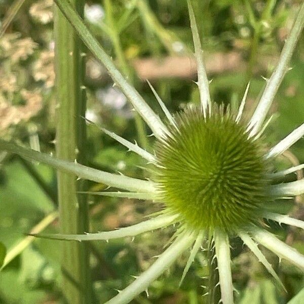 Dipsacus fullonum Fiore