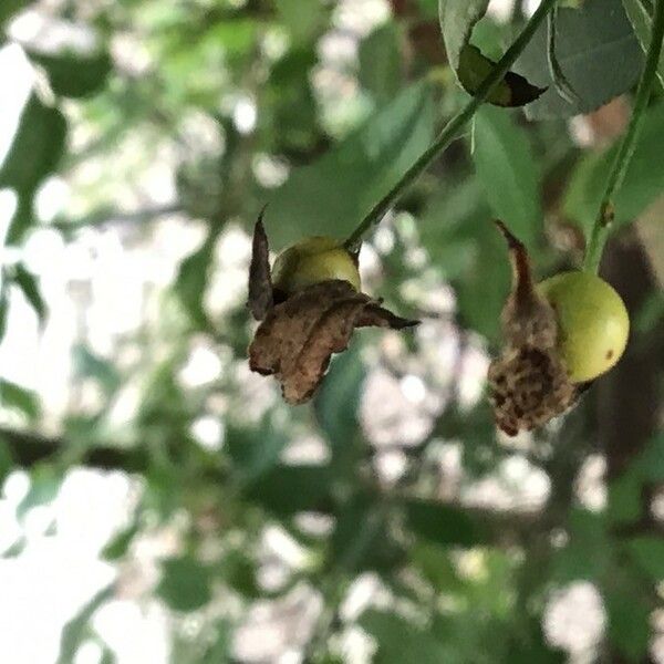 Rosa banksiae Fruit