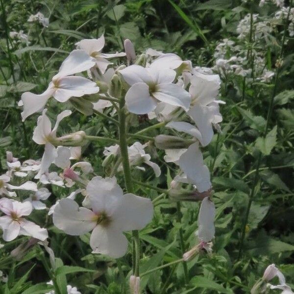 Hesperis matronalis പുഷ്പം