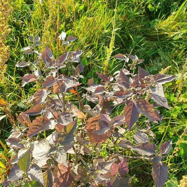 Solanum chenopodioides Frunză