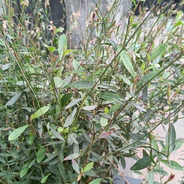 Oenothera gaura Feuille