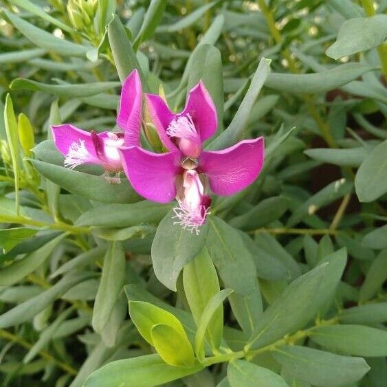 Polygala myrtifolia Květ