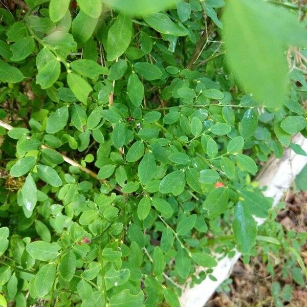 Vaccinium parvifolium Leaf