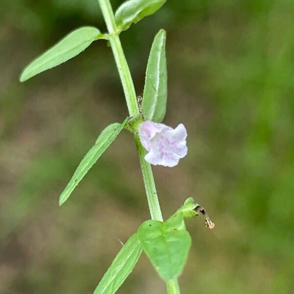 Scutellaria minor Цветок