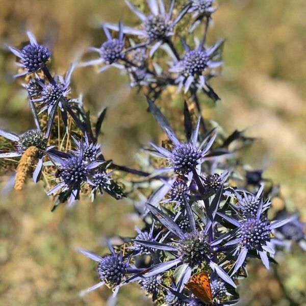 Eryngium amethystinum Кветка