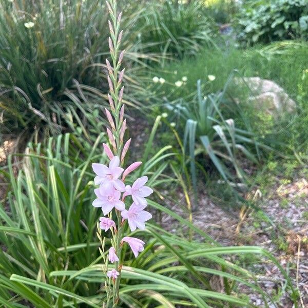 Watsonia borbonica Žiedas