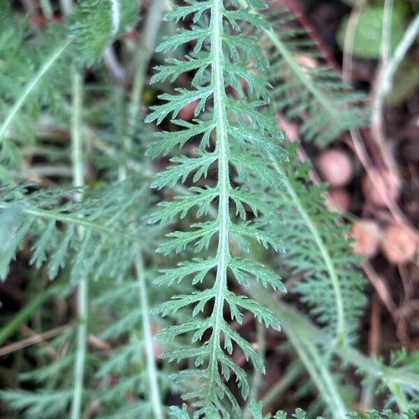 Achillea tomentosa Levél