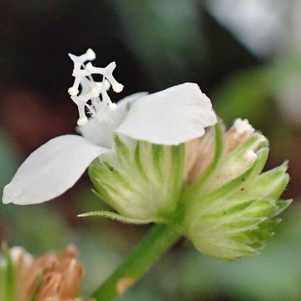 Callisia gentlei Flower