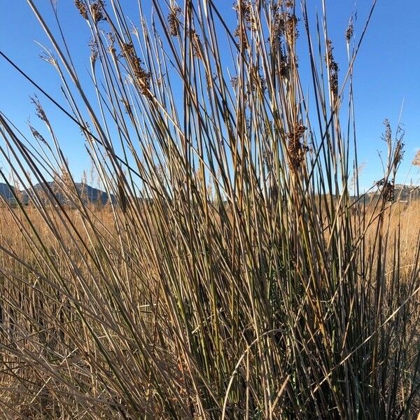 Juncus maritimus Συνήθη χαρακτηριστικά