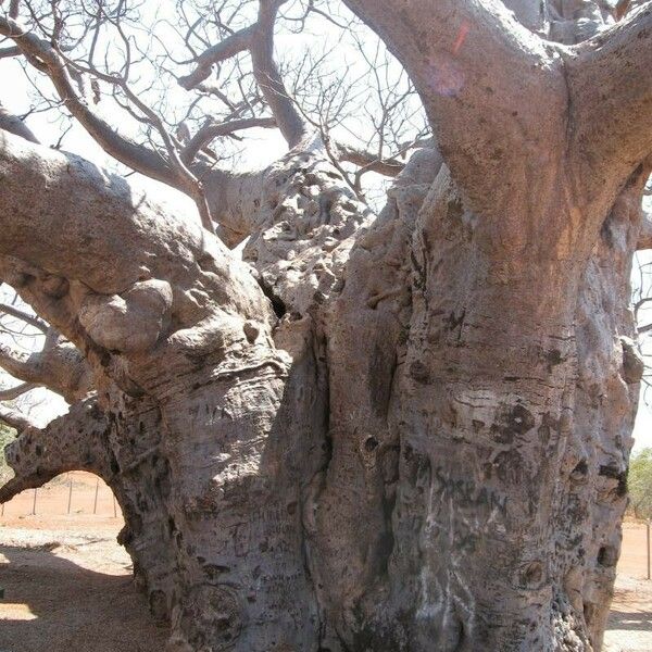 Adansonia digitata Rhisgl