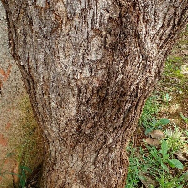 Caryocar brasiliense Bark