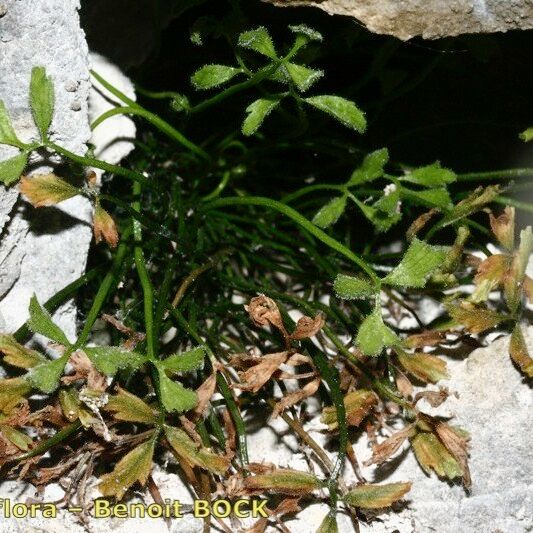 Asplenium seelosii Hábito