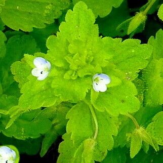 Veronica agrestis Flower