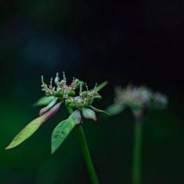 Euphorbia heterophylla Fruct