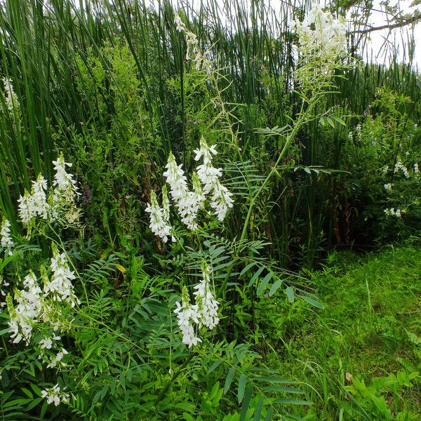 Galega officinalis Hàbitat