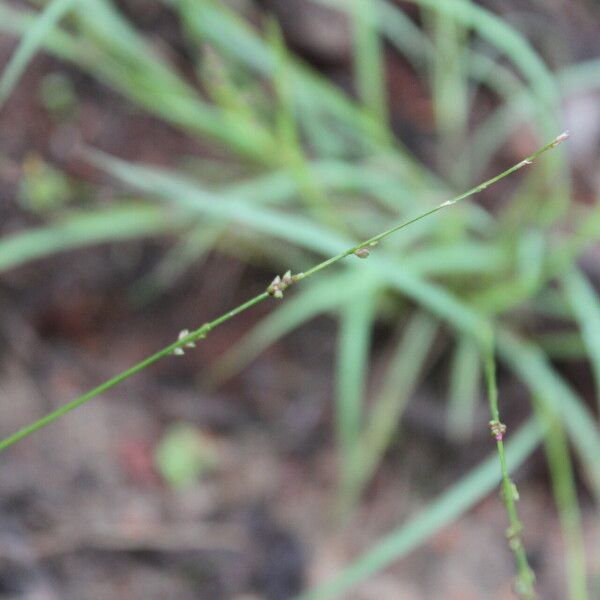 Setaria brownii Natur