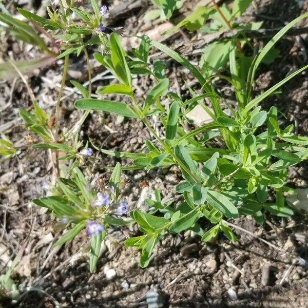 Collinsia parviflora Flower