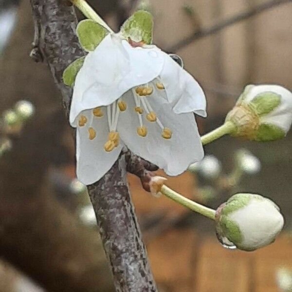 Prunus domestica Virág