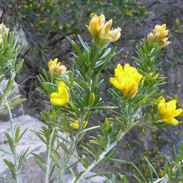 Genista linifolia خشب