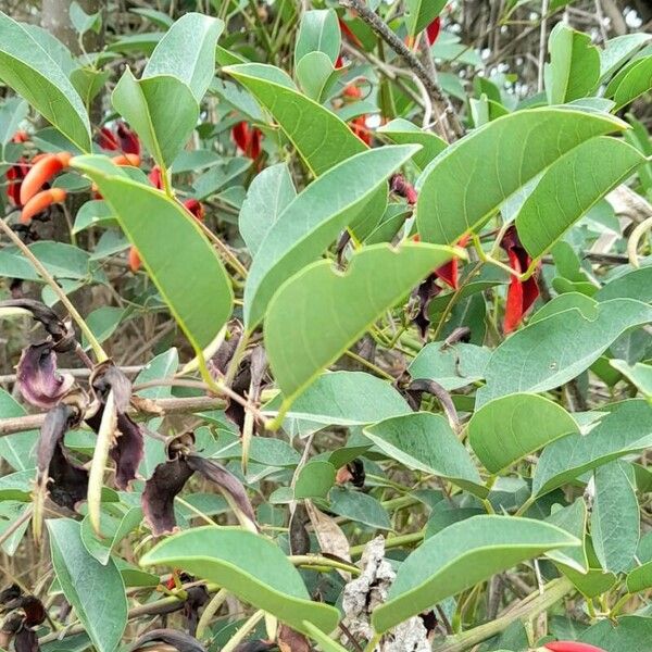 Erythrina crista-galli 葉