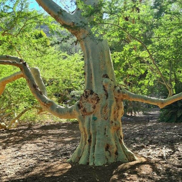 Vachellia xanthophloea Alkat (teljes növény)