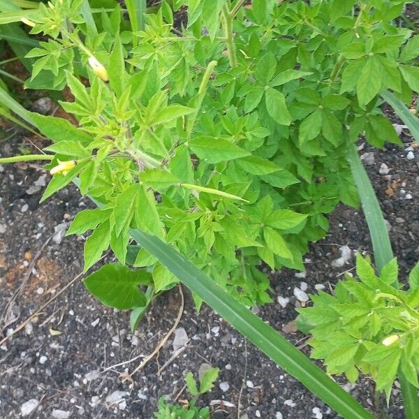 Cleome viscosa 叶