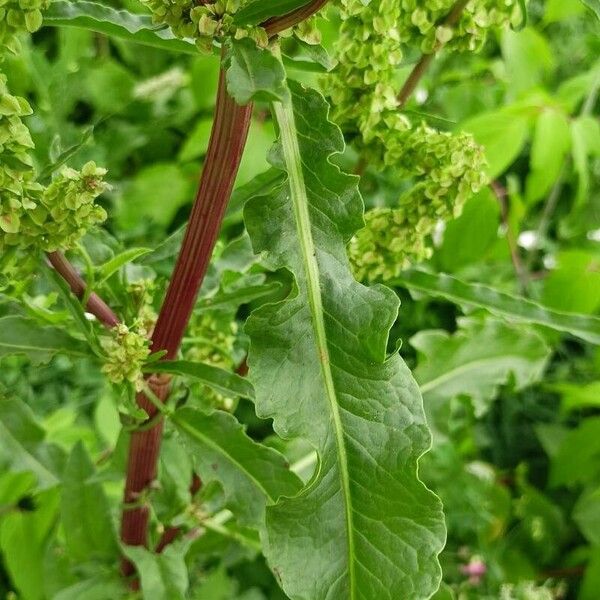 Rumex longifolius Yaprak