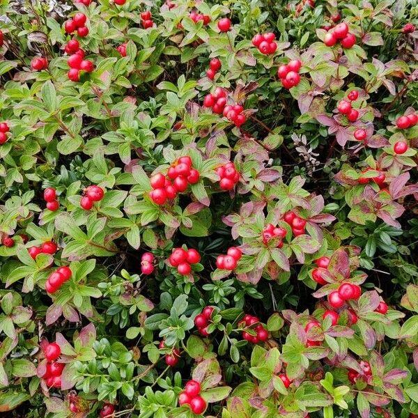 Cornus suecica Плод