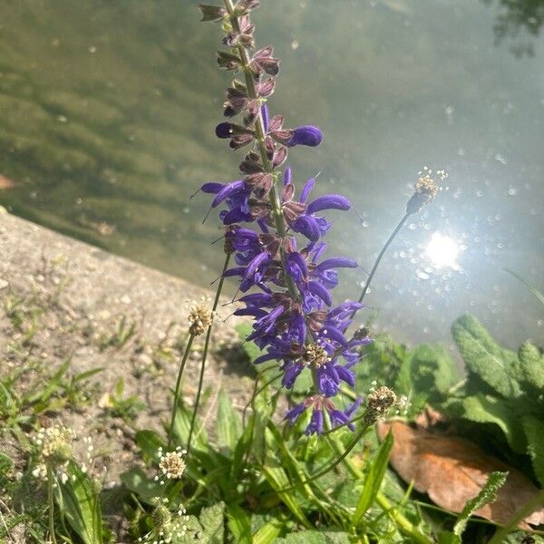 Salvia pratensis Virág