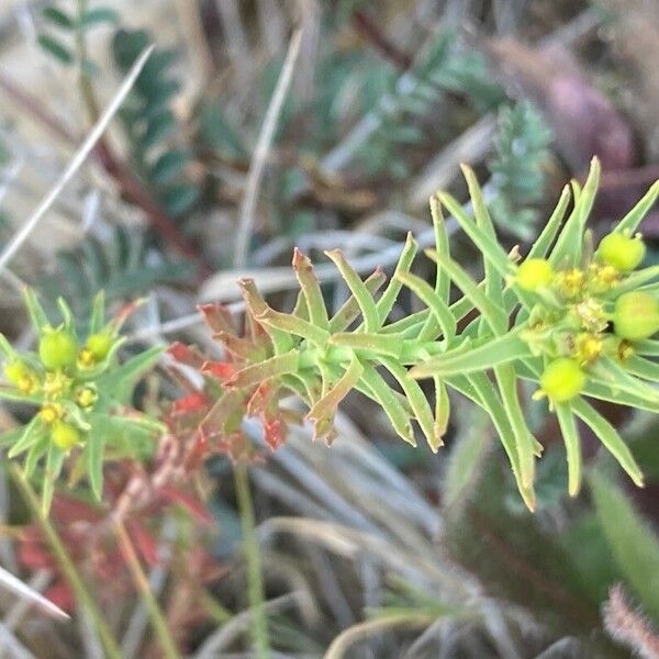 Euphorbia exigua Blad