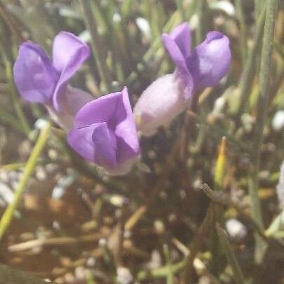 Erinacea anthyllis 花