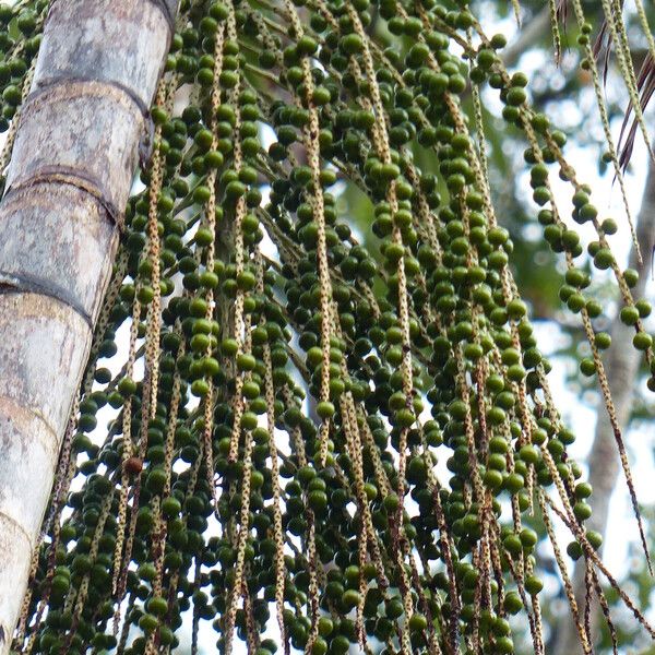 Euterpe oleracea Fruchs