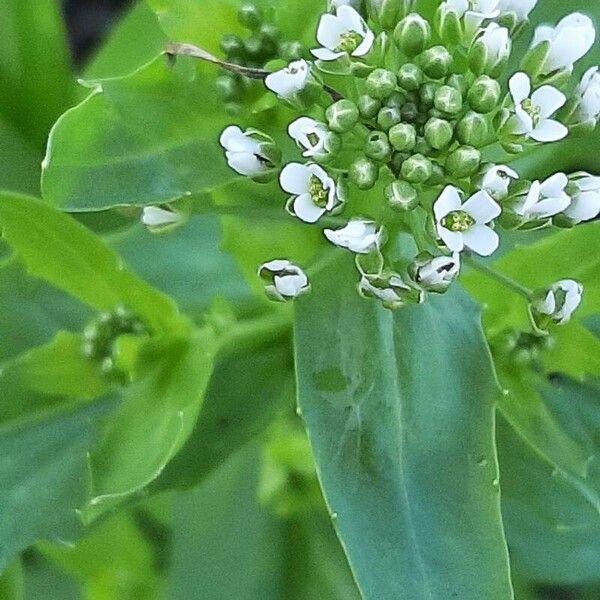 Thlaspi arvense Blomst