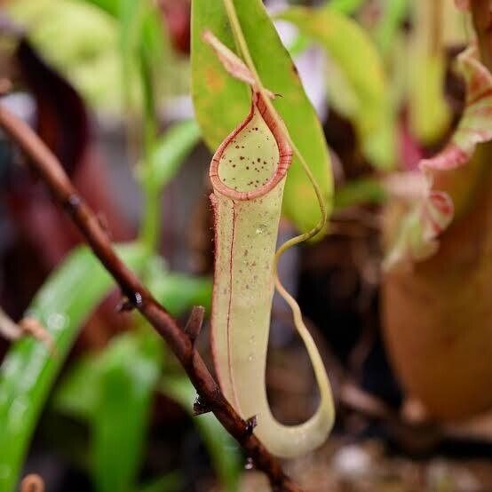 Nepenthes mirabilis Alia