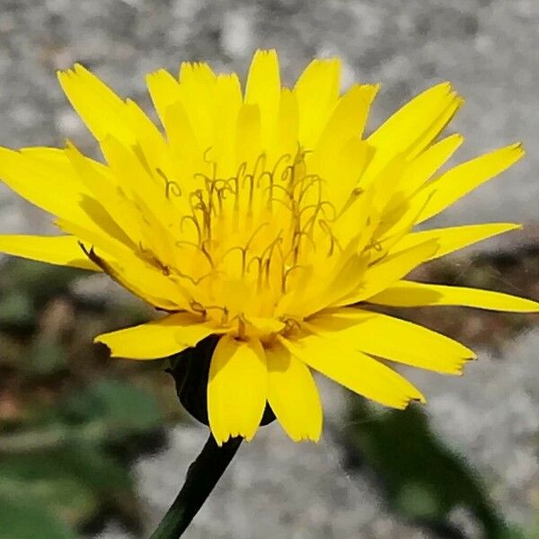 Reichardia picroides Flower