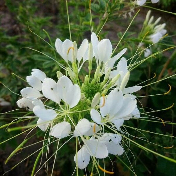 Cleome speciosa Fiore