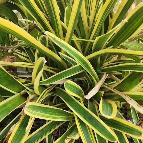 Aechmea nudicaulis Hábito