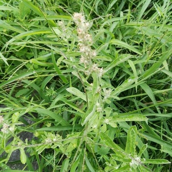 Gamochaeta purpurea Flors