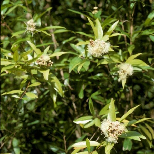 Syzygium jambos Blomma