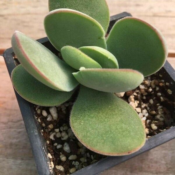 Crassula cotyledonis Blatt