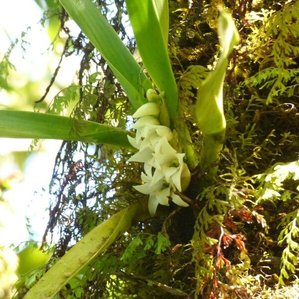 Angraecum bracteosum 花