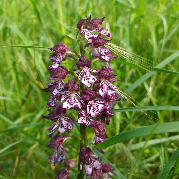 Orchis purpurea Flower