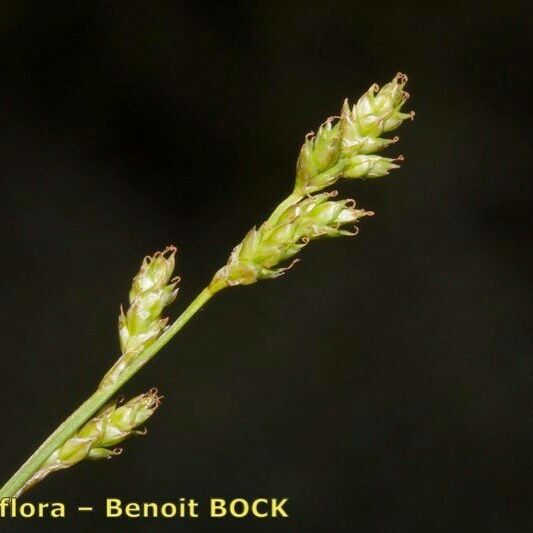 Carex brunnescens Drugo