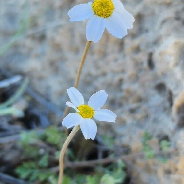 Anthemis odontostephana Flor