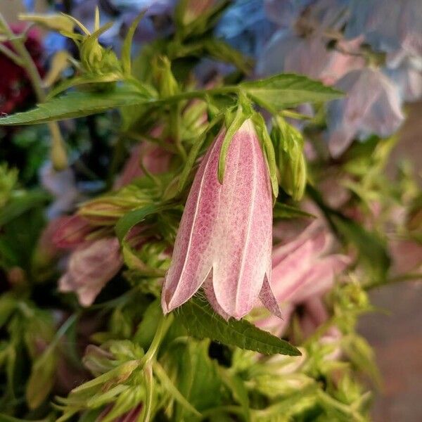 Campanula punctata Blomst